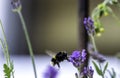 Bumblebee Flower Royalty Free Stock Photo