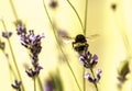 Bumblebee Flower Royalty Free Stock Photo