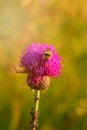 Bumblebee on a flower. Insect collects pollen. Mountains Pale di San Martino village with Dolomite peaks in Val di Primiero Noana Royalty Free Stock Photo