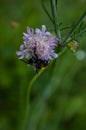 Bumblebee on flower