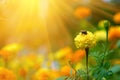 Bumblebee on a flower marigold