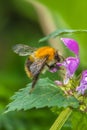 Bumblebee on a flower, plant nature, flower pollination