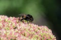 Bumblebee on a flower sedum Royalty Free Stock Photo