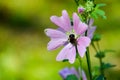 Bumblebee on a flower and spider. Summer Royalty Free Stock Photo
