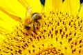 Bumblebee on a flower sunflower Royalty Free Stock Photo