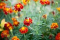 Bumblebee on a flower of Tagetes collects nectar