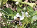 Bumblebee, Flower, White, Outside, Pollination