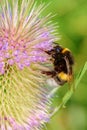 Bumble bee sitting on a flowering thistle Royalty Free Stock Photo