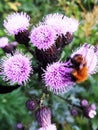 Bumblebee on the flowers of burdock, summer day