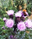 Bumblebee on the flowers of burdock, summer day