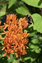 Bumblebee on Butterfly Weed