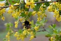 Bumblebee on the flowers of currant collects nectar Royalty Free Stock Photo