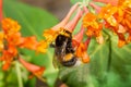 Bumblebee on the flowers Honeysuckle Brown Royalty Free Stock Photo