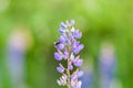 Bumblebee on the flowers of Muscari. Muscari armeniacum. Grape Hyacinths. Spring flowers. Muscari armeniacum plant with blue Royalty Free Stock Photo