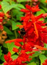 Bumblebee on flowers in a summer park