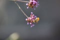 A bumblebee and Flowers violets