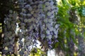 Bumblebee on flowers of Wisteria spp. in May. Berlin, Germany