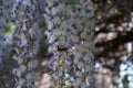 Bumblebee on flowers of Wisteria spp. in May. Berlin, Germany