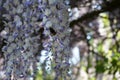 Bumblebee on flowers of Wisteria spp. in May. Berlin, Germany