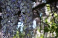 Bumblebee on flowers of Wisteria spp. in May. Berlin, Germany