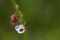 bumblebee fly posing frontally clinging to a grass, eyes bulging. neat composition, animal macro-photography with green background