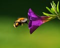 Bumblebee fly to purple petunia Royalty Free Stock Photo