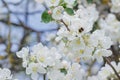Bumblebee flying around white flowers and buds of garden apple tree Royalty Free Stock Photo