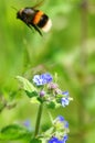 Bumblebee flying away from wild flower Royalty Free Stock Photo