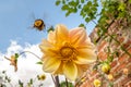 Bumblebee flying away from yellow cosmos flower Royalty Free Stock Photo