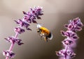 Bumblebee flying between Basel flowers.