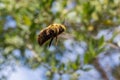 A bumblebee flying in the garden close up.