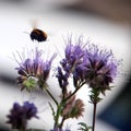 Bumblebee flying over purple phacelia honey flower Royalty Free Stock Photo