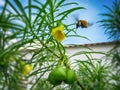 Bumblebee flying over yellow Cascabela thevetia flower with green fruits