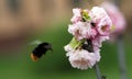 Bumblebee flying to the almond flower
