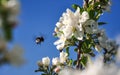 Bumblebee flying to apple flower