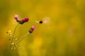 A bumblebee flying to pink flowers on green grass background bokeh Royalty Free Stock Photo