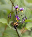 Bumblebee Flying Toward Purple and Yellow Nightshade Flowers