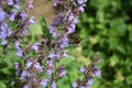 a bumblebee flying towards the blooming sage Royalty Free Stock Photo