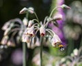 Bumblebee flying towards flowers