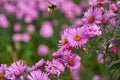 Bumblebee flying towards a purple flower. Bumble bee landing on an aster. Flying bumblebee in a sea of flowers Royalty Free Stock Photo