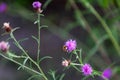 Bumblebee foraging a brownray knapweed Royalty Free Stock Photo