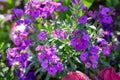 Bumblebee foraging for nectar on a colorful purple spring flower