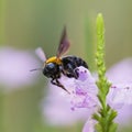 A bumblebee foraging a purple flower