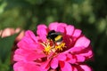 Bumblebee on a fragrant flower. Macro