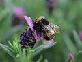 bumblebee on a french lavender flower, ultra close-up of collecting nectar Royalty Free Stock Photo