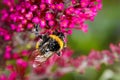 A Bumblebee full of pollen is looking for nectar on a purple flower - macro shot, close-up