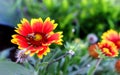 Bumblebee on a gaillardia flower