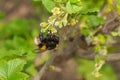 Bumblebee gathering nectar on a black currant flowers Royalty Free Stock Photo