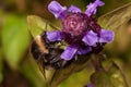 Bumblebee is gathering nectar from prunella vulgaris. Animals in wildlife.