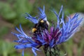 Bumblebee is gathering nectar from a thistle flower Royalty Free Stock Photo